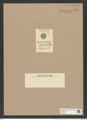 Coscinodiscus subdivicus Witt. (de-Toni-Nr.: Genus 202, Species 5116) Zeichnungen Sammlung Grunow Nr. 8877 (NHMW-BOT-W0378521)
